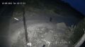 На кладбище в Советском заметили медведей