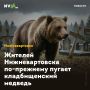 Жителей Нижневартовска по-прежнему пугает кладбищенский медведь