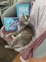 Котика-инвалида разыскивают на дачах в районе ГПЗ