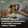 В ХМАО изымают вакцину для животных, от которой массово гибнут собаки