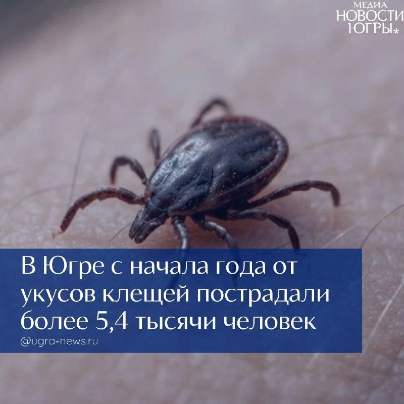 В Югре подвели промежуточные итоги клещевого сезона