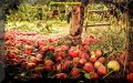 Как использовать опавшие плоды на даче с максимальной пользой
