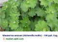 Манжетка: Завораживающий многолетник с нежными листьями, идеальный для любого сада