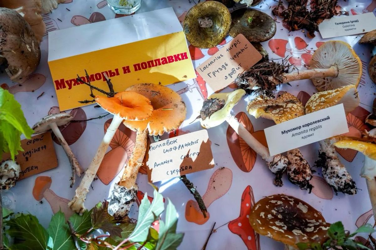В Ханты-Мансийске прошёл XII Ягодно-грибной фестиваль! В Ханты-Мансийске прошёл XII Ягодно-грибной фестиваль!
