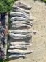 13 сибирских осетров в морозилке стали причиной уголовного дела