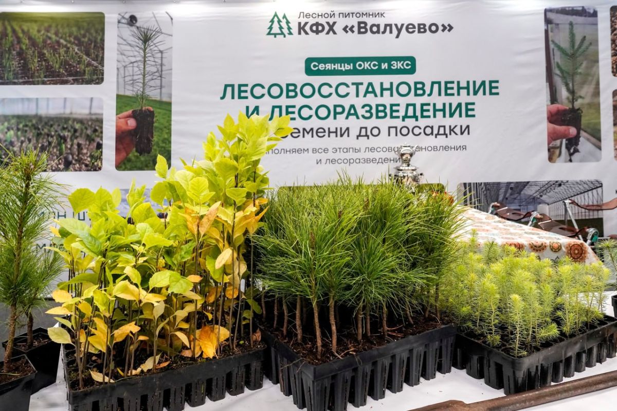 В Ханты-Мансийске открылся Югорский лесной форум В Ханты-Мансийске открылся Югорский лесной форум