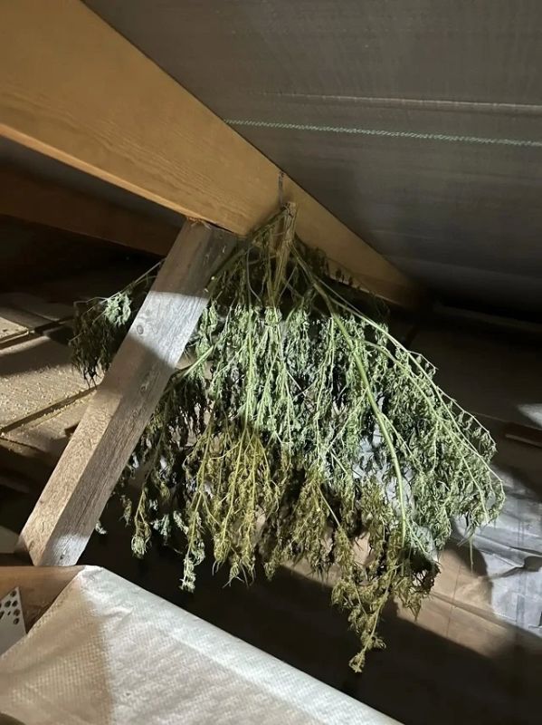 В Урае полицейские пресекли незаконное культивирование и переработку наркосодержащих растений В Урае полицейские пресекли незаконное культивирование и переработку наркосодержащих растений