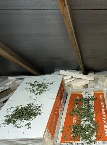 В Урае полицейские пресекли незаконное культивирование и переработку наркосодержащих растений В Урае полицейские пресекли незаконное культивирование и переработку наркосодержащих растений