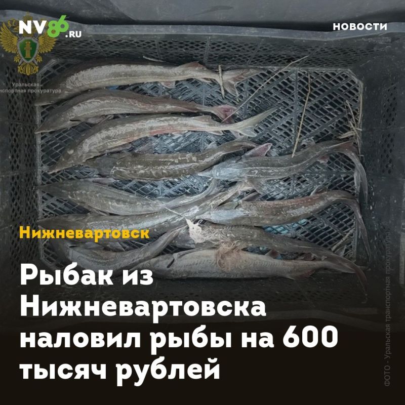 Рыбак из Нижневартовска наловил рыбы на 600 тысяч рублей