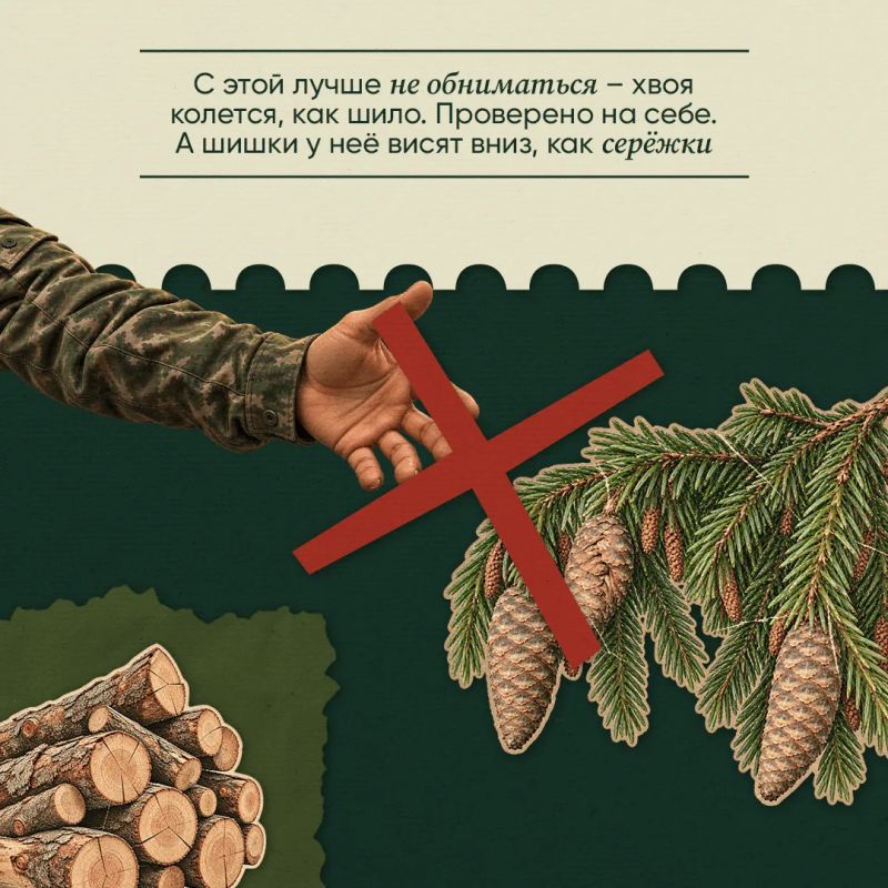 Проверьте свои знания о лесе – викторина от лесника Ивана Проверьте свои знания о лесе – викторина от лесника Ивана