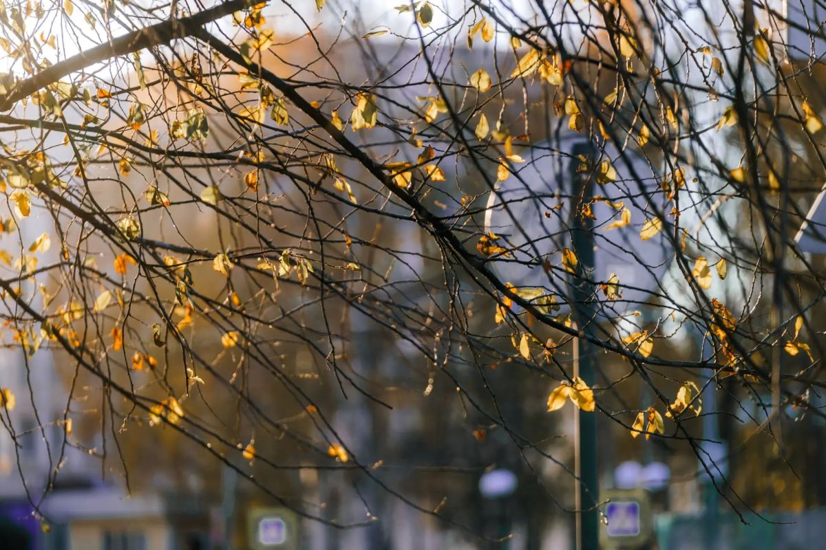 Доброе утро, Югра!. Позади три дня голосования, впереди — новая неделя Доброе утро, Югра!. Позади три дня голосования, впереди — новая неделя