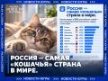 Россия — самая «кошачья» страна в мире