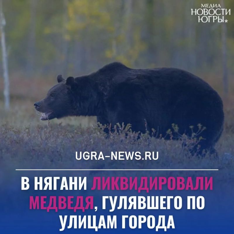 В Нягани ликвидировали угрожавшего безопасности жителей медведя
