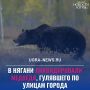 В Нягани ликвидировали угрожавшего безопасности жителей медведя