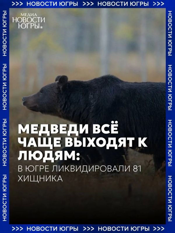 В Югре с начала года ликвидировали 81 агрессивного медведя