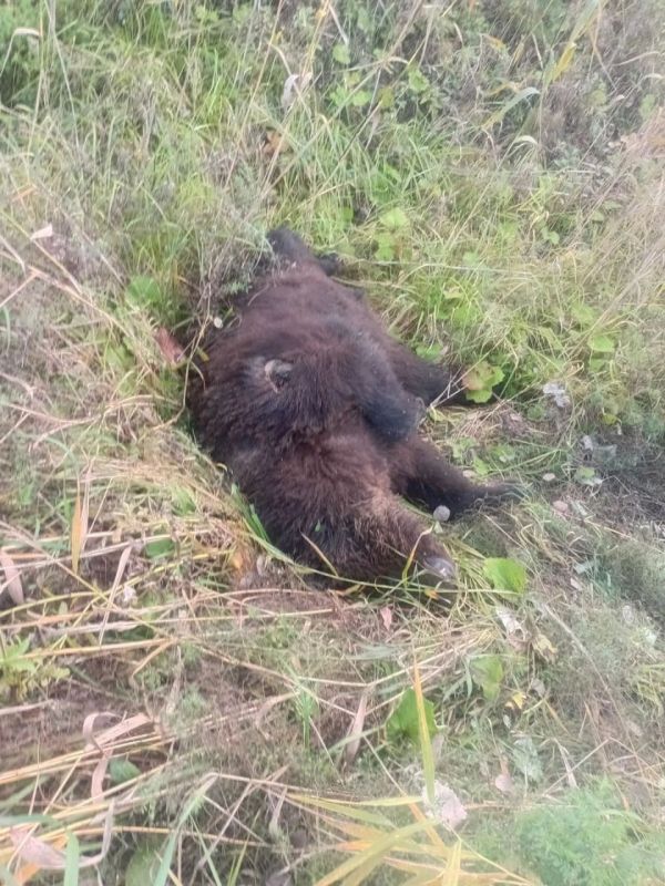Три дня не оставляла погибшего малыша и боролась до последнего Три дня не оставляла погибшего малыша и боролась до последнего