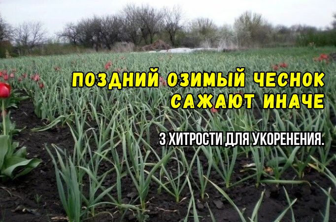 У нас есть секреты поздней посадки озимого чеснока