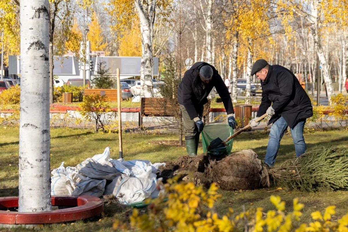 В Сургуте впервые высадили маньчжурский орех В Сургуте впервые высадили маньчжурский орех