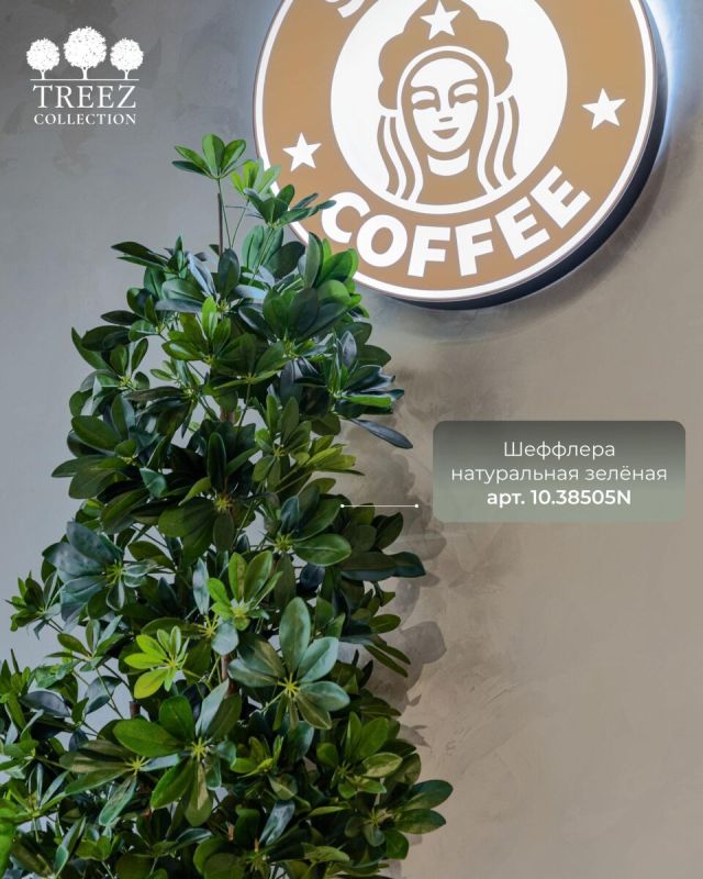 Зеленое вдохновение: как кафе Stars Coffee обретает душу с TREEZ