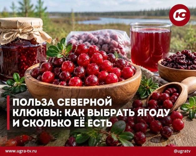 Северная клюква: польза, выбор и норма на день