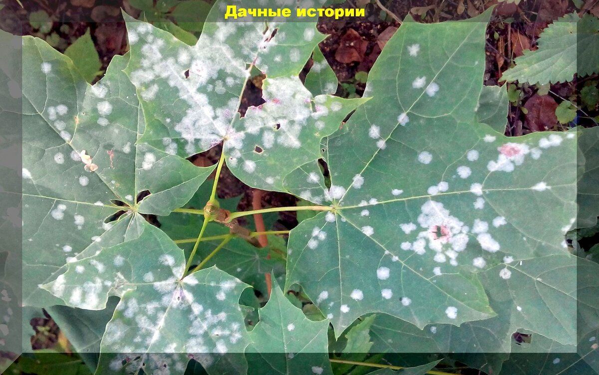 Мучнистая роса: как ее распознать и что с ней делать