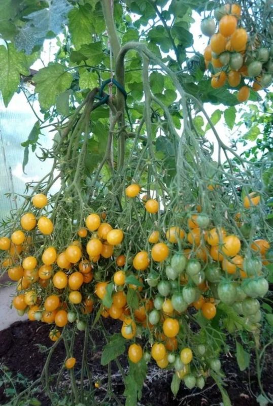 Многоплодные томаты: разнообразие и богатый урожай