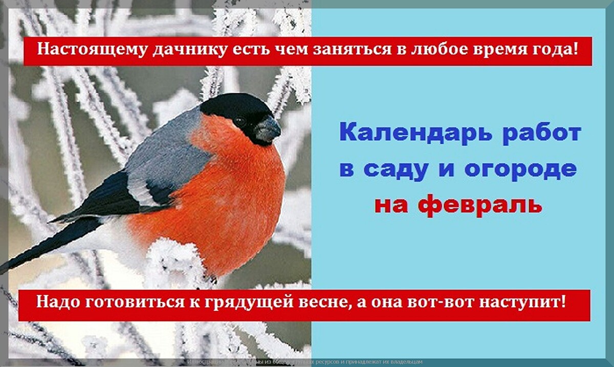 Февральский старт дачного сезона: что проверить в саду и посеять на рассаду