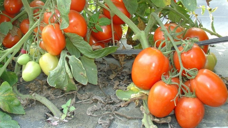 Устойчивые низкорослые помидоры: секреты успешного урожая для дачников