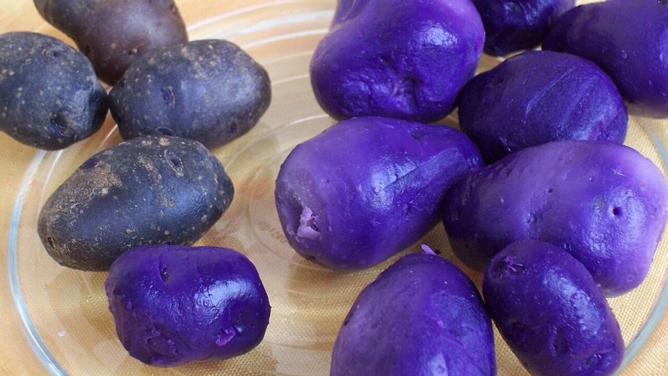 Фиолетовый картофель: суперфуд, который покоряет мир