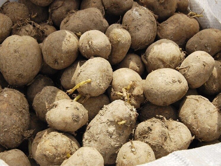 Неожиданные корни картофеля: как предшественники этого популярного продукта связаны с томатами