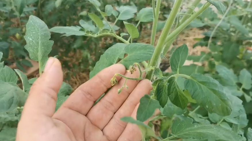 Как избежать потери урожая: секреты обрезки томатов в жару