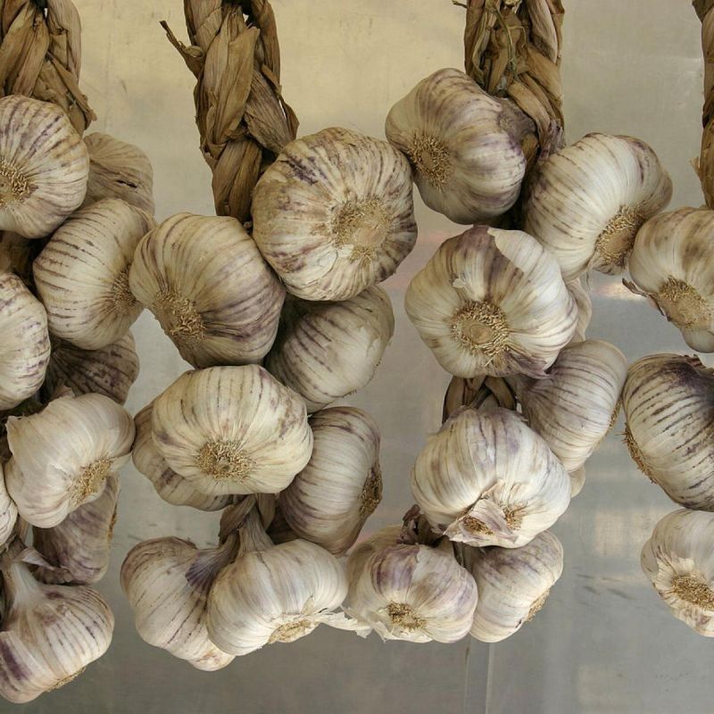 Весенние секреты: как правильно подкормить чеснок для отличного урожая