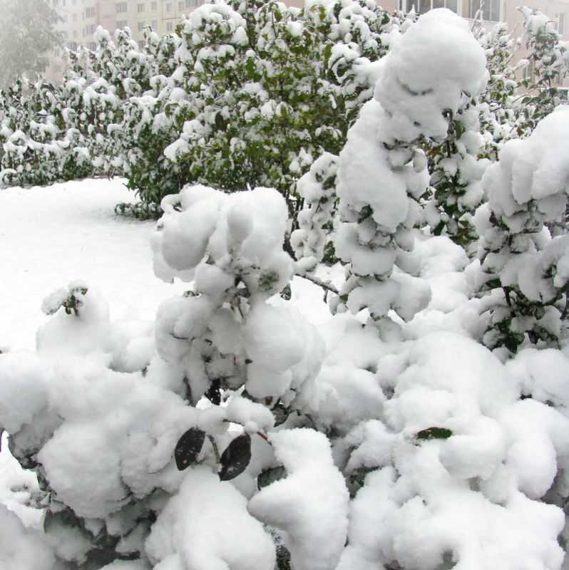 Листья не падают: что делать, если ваши деревья не готовятся к зиме