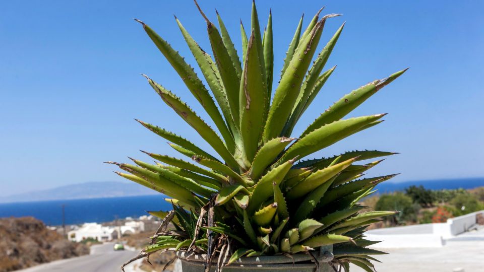 Забудьте о минеральных подкормках: с этим стимулятором алоэ вырастет как на дрожжах