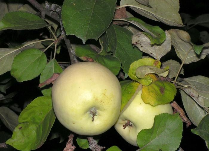 Совместимость плодовых деревьев: ключ к здоровому саду