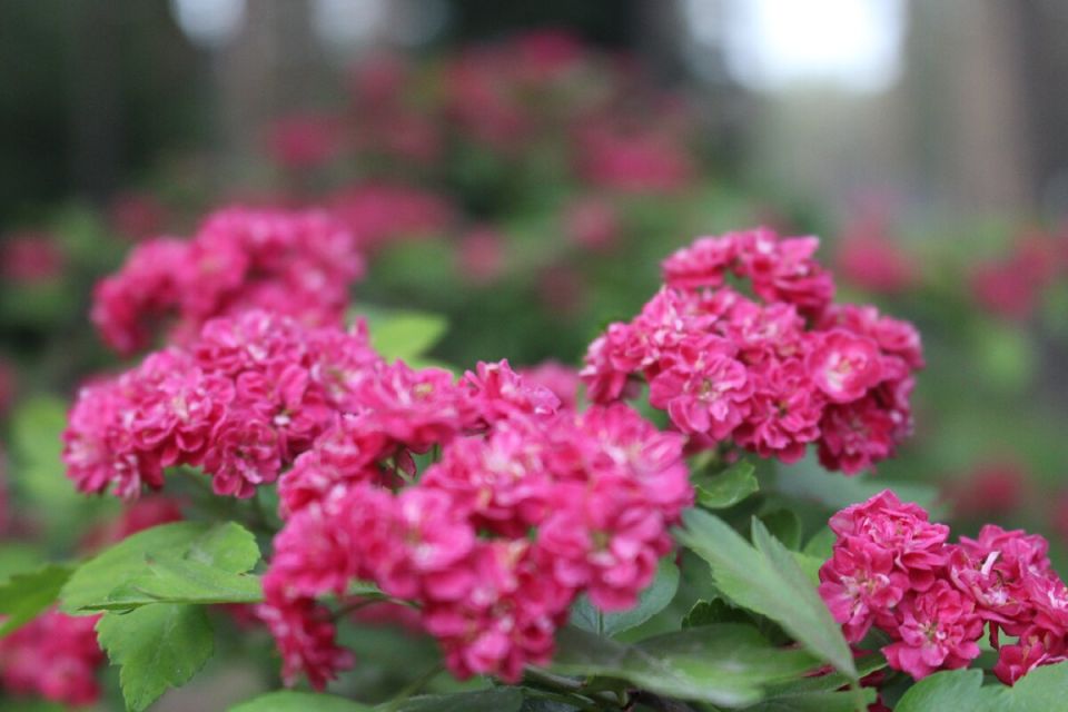   'Paul's Scarlet':     ?