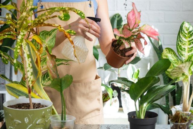 Как защитить комнатные растения от болезней