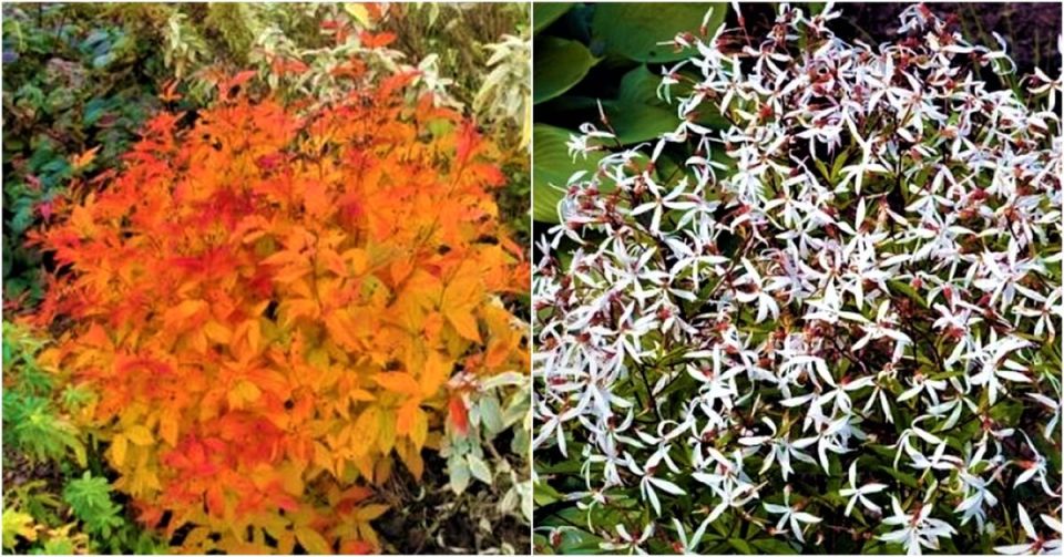 Гилления трехлистная: эстетика и неприхотливость в одном растении