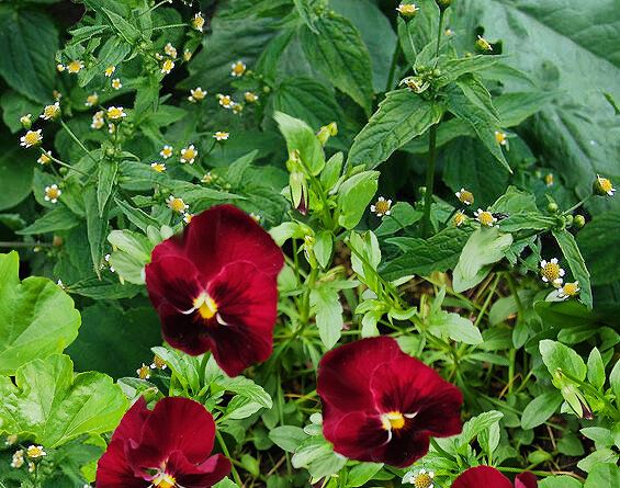 Необычное растение, ставшее нежданным сорняком: история Галинзоги