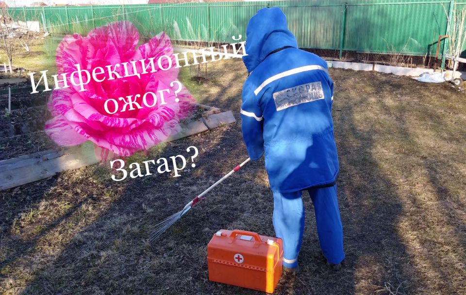 Как распознать ожоги на розах: загар или инфекция?