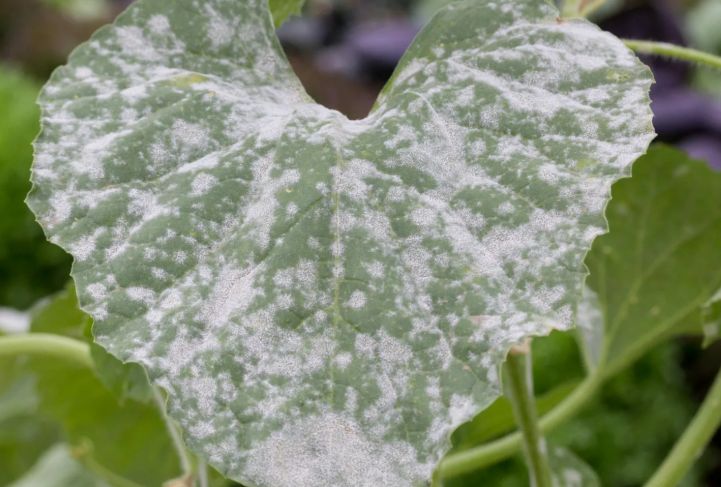 Болезни огурцов в разгаре лета: как спасти урожай