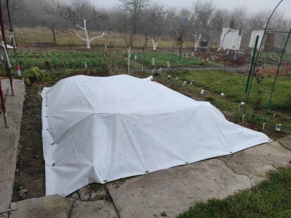 Пробуждение весеннего сада: секреты грамотного ухода за растениями