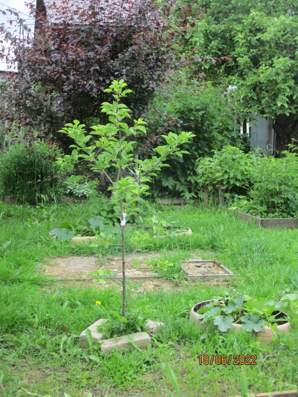 Эффективные методы защиты молодых растений