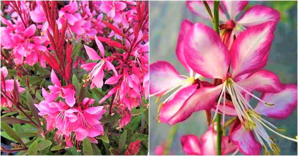 Гаура: чудо-растение, которое украсит ваш сад до первых морозов