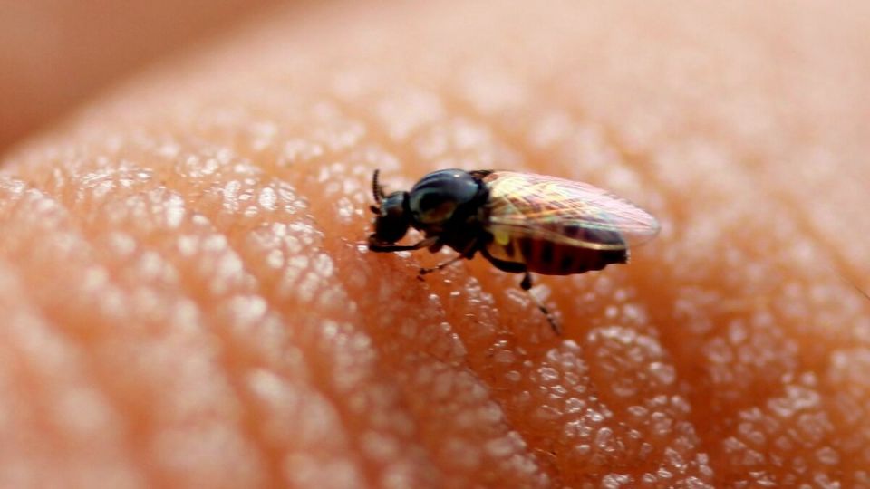 Эффективные методы борьбы с мошкарой: самостоятельное средство от насекомых