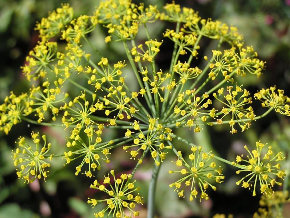 Невероятные секреты выращивания укропа: как избежать цветения и получить буйные зелёные листья