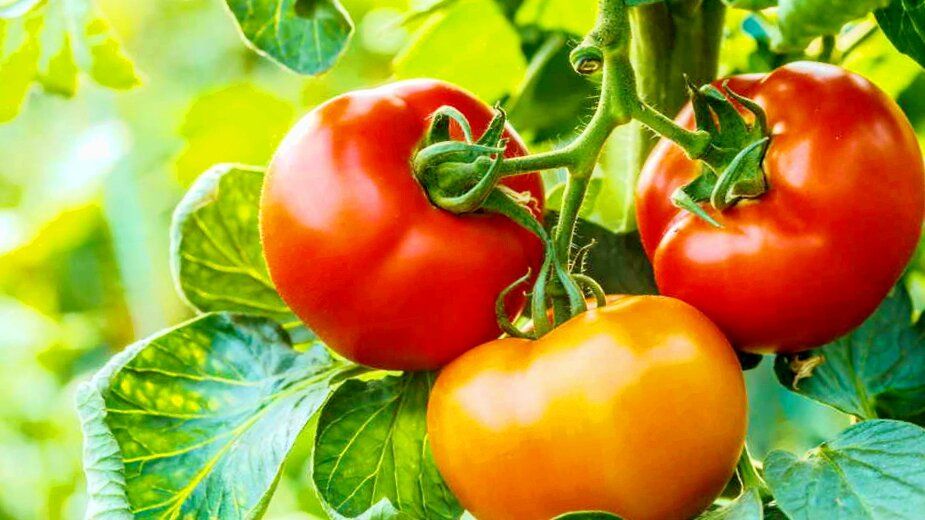 Секреты раннеспелых томатов: 5 лучших сортов для вашего огорода