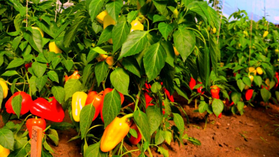 Сладкий перец: 10 потрясающих сортов, которые радуют урожаем и вкусом