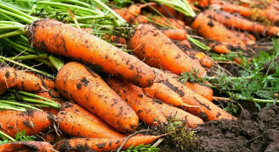 Секреты успешного огорода: советы дачников, которые стоит знать