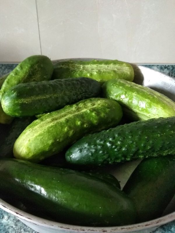 Как перерастая, огурцы становятся настоящим кулинарным сокровищем